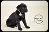 Twilight-Puppy
