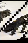 Twilight-Puppy