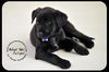 Twilight-Puppy