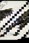 Twilight-Puppy