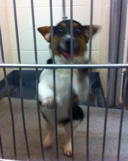 Carly-Puppy
