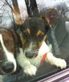 Carly-Puppy