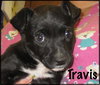Travis Puppy