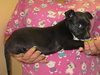 Travis Puppy