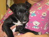 Travis Puppy