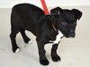 Travis Puppy
