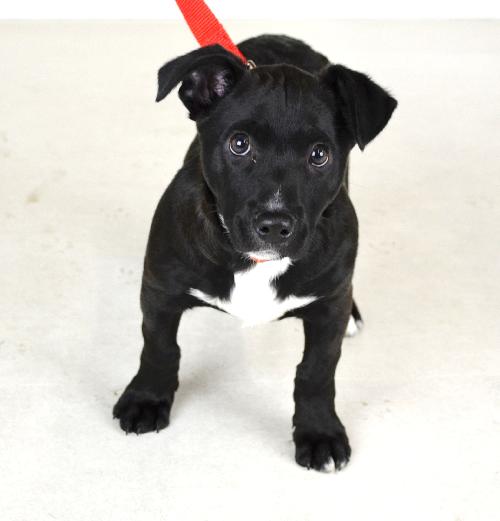 Travis Puppy