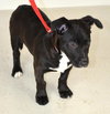Travis Puppy