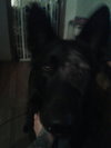 Blitz