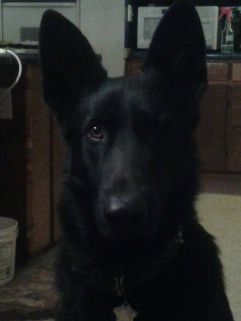 Blitz