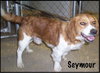 Seymour