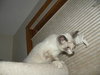 Chula
