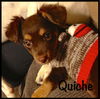 Quiche Puppy