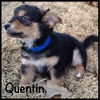 Quentin Puppy