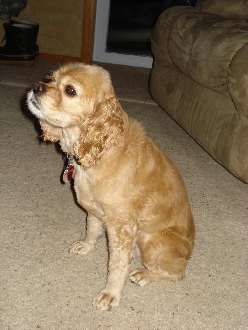 Phoebe
