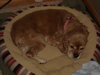 Phoebe