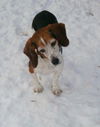 Bailey