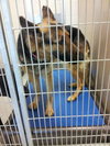 Sheba *URGENT* Foster Needed