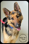 Sheba *URGENT* Foster Needed