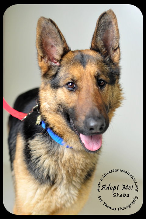 Sheba *URGENT* Foster Needed