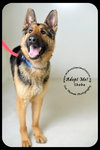 Sheba *URGENT* Foster Needed