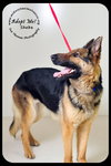 Sheba *URGENT* Foster Needed