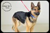 Sheba *URGENT* Foster Needed