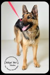 Sheba *URGENT* Foster Needed