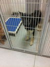 Franz *URGENT* Foster Needed