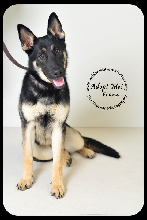 Franz *URGENT* Foster Needed