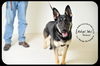 Franz *URGENT* Foster Needed