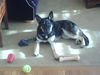 Franz *URGENT* Foster Needed