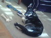 Franz *URGENT* Foster Needed