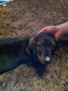 Tucker Puppy