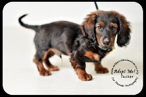 Tucker Puppy