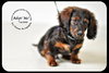 Tucker Puppy
