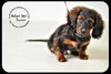 Tucker Puppy