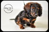 Tucker Puppy