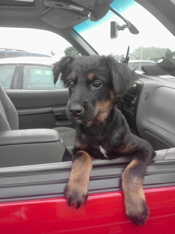 Maxie