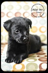 *Pearl-puppy