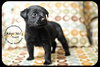 *Pearl-puppy