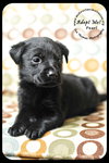 *Pearl-puppy