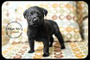 *Pearl-puppy