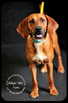 Digby