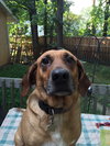 Digby