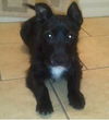 Willow Puppy