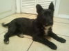 Willow Puppy