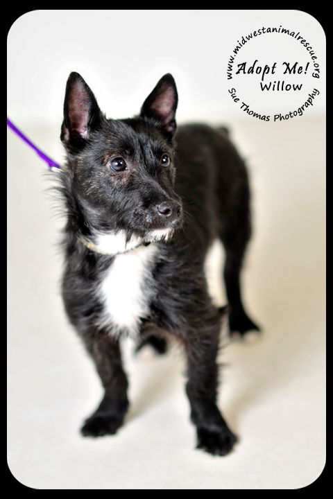 Willow Puppy