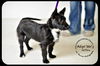 Willow Puppy