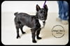 Willow Puppy